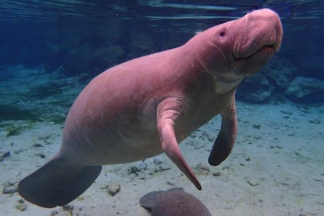 Crystal River Guided Swim With the Manatees (Mar ) - Inclusions