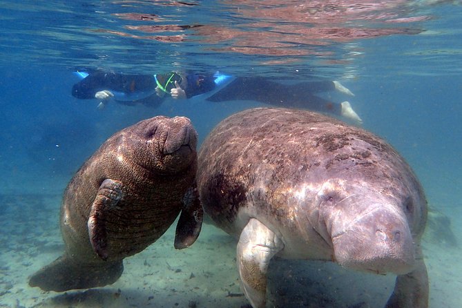 Crystal River Manatee Swim and Snorkel (Mar ) - Booking and Participation Guidelines