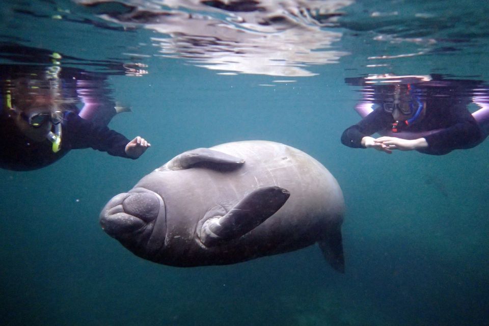 Crystal River: Snorkel With Manatees & Dolphin Airboat Trip - Activity Details
