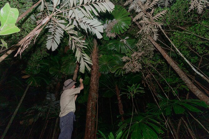 Daintree Rainforest Night Walk in Cape Tribulation - What to Expect on the Tour