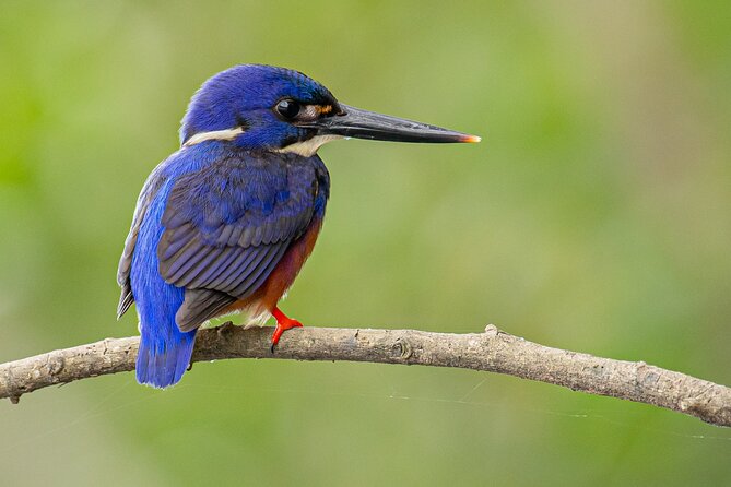 Daintree River Sunset Cruise With the Daintree Boatman - Inclusions and Logistics