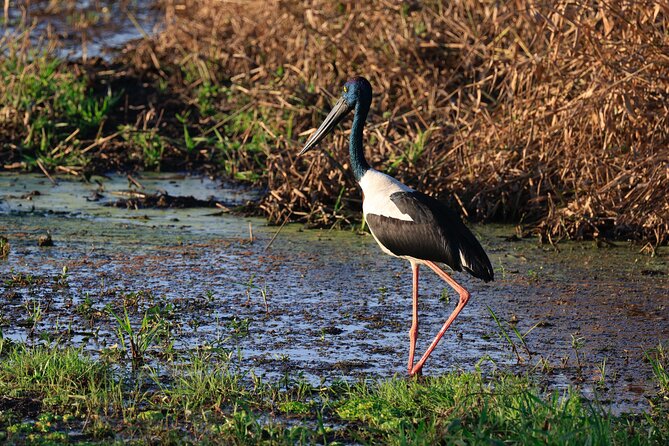 Darwin: Evening Tour to Fogg Dam Wetlands and Humpty Doo Hotel - Traveler Experiences