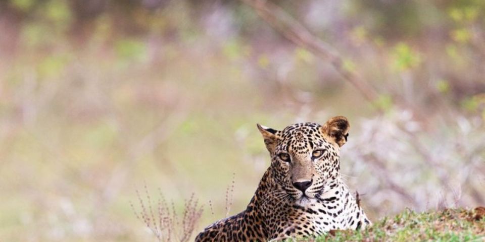Dawn Safari Adventure in Yala National Park" - Wildlife Diversity