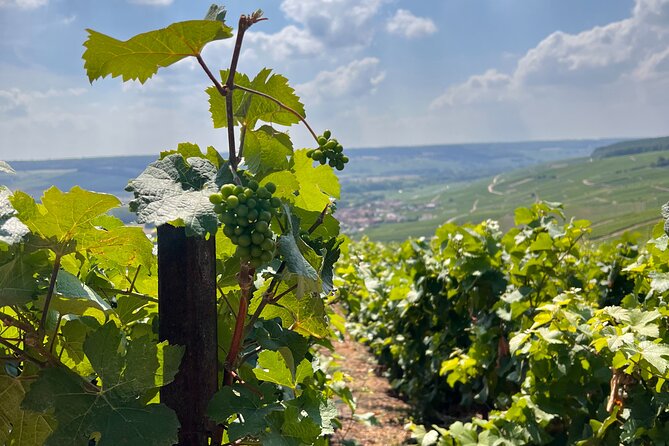 Day Trip by Van in Champagne Small Group of 8 - Champagne Tastings