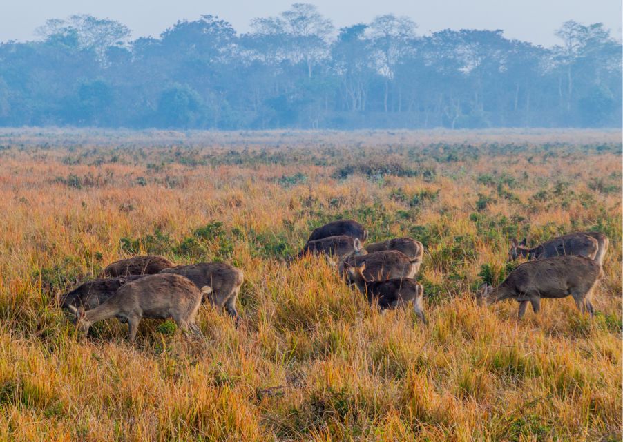 Day Trip to Kaziranga National Park (Tour From Guwahati) - Tour Highlights and Experiences