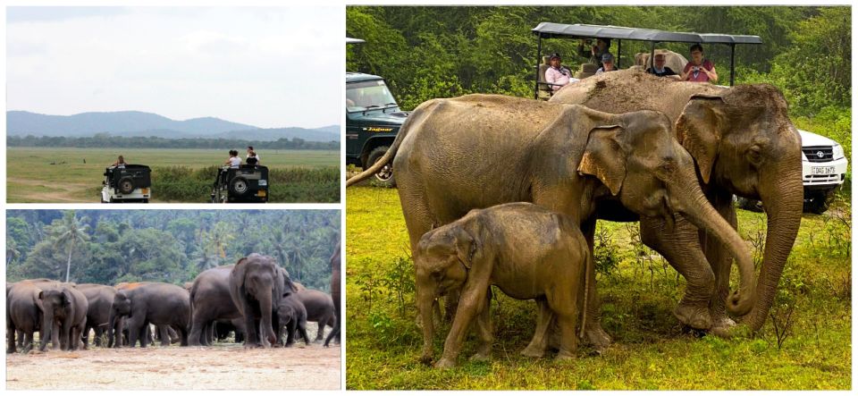 Day With Elephants at Udawalawe National Park & Transit Camp - Visit Itinerary