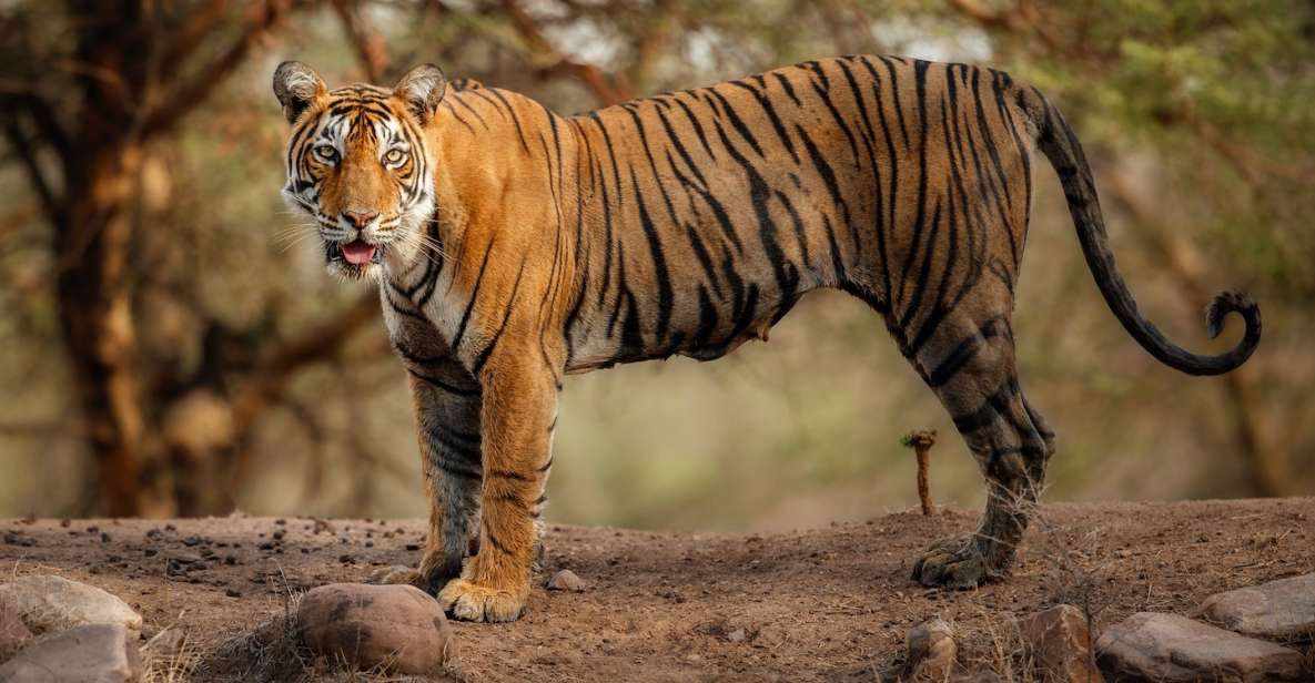 Delhi: 3-Day Trip to Ranthambore National Park With Safari - Key Points