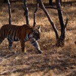 2 delhi 8 day golden triangle with udaipur ranthambore tour Delhi: 8-Day Golden Triangle With Udaipur & Ranthambore Tour