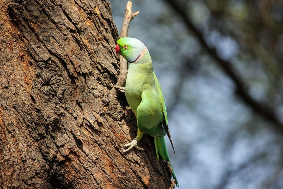 Delhi Agra Fatehpur Sikri Bharatpur Bird Sanctuary - Iconic Taj Mahal in Agra