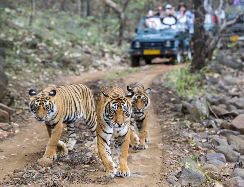 Delhi Agra Ranthambore Jaipur Tour Package - Highlights of the Tour