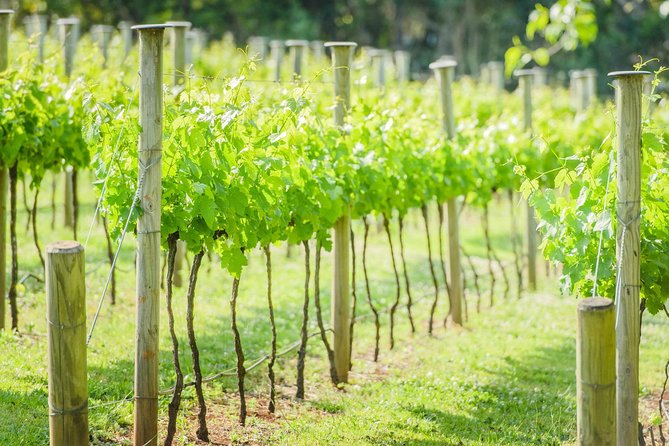 Deluxe Wine Tour to Tamborine Mountain, Includes Two Course Lunch - Customer Reviews and Testimonials