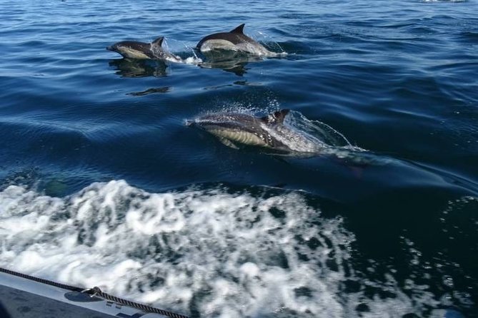 Depart Saint Raphaël: Meet the Dolphins - Boat Tour Departure Details