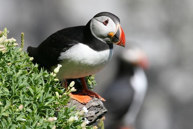 Dingle Boat Tours Wildlife RIB Adventure - Customer Reviews and Ratings