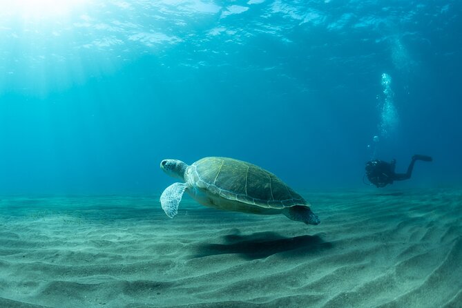 Discover PADI Scuba Diving in the Area of Tortugas in Playa De Abades - Authenticity Check and Gracious Responses