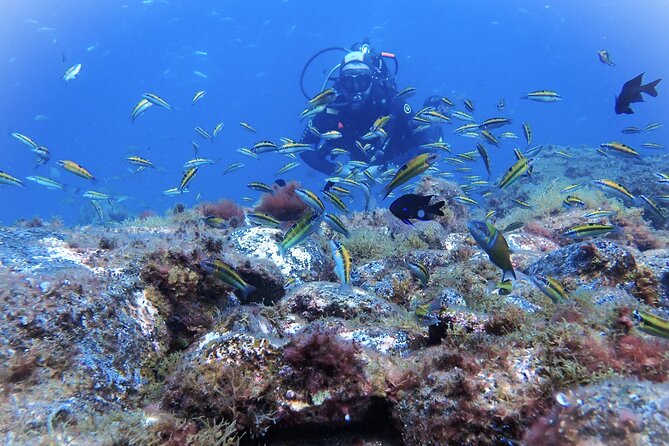 Discover Scuba Diving, Tenerife. Photos and Videos Included - Booking Confirmation and Accessibility