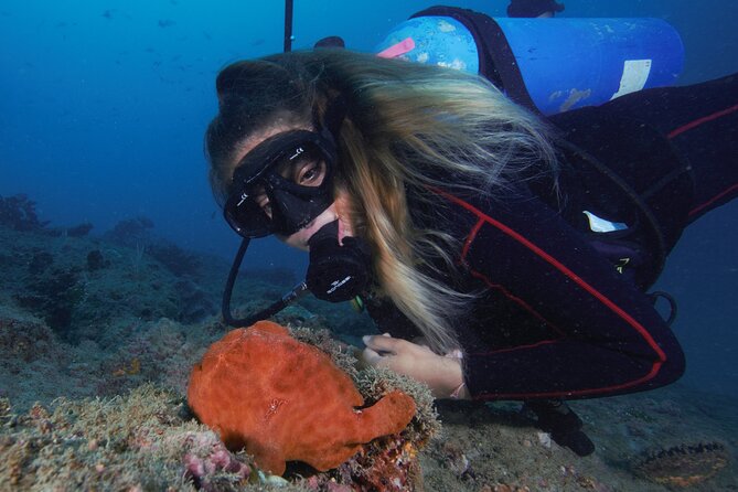 Diving Tour in Isla Del Caño for Certified Divers - Participant Eligibility