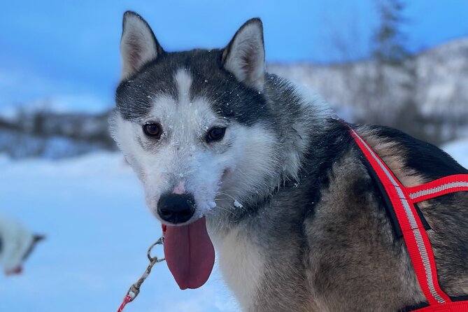 Dog Sledding With Greenland Dogs