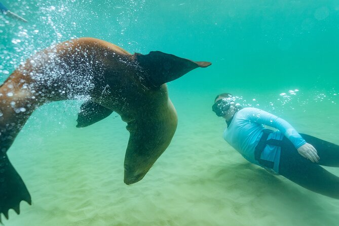 Dolphin and Seal Swim Reef Snorkel Boat Tour Mornington Peninsula - Group Size and Duration