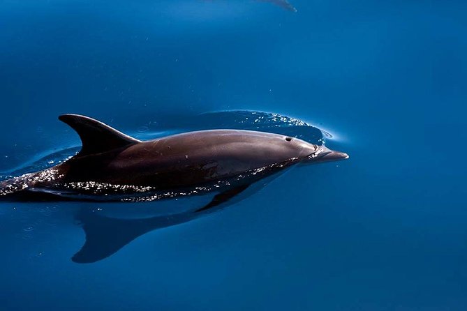 Dolphin and Whale Watching by Flipper in La Palma - Logistics
