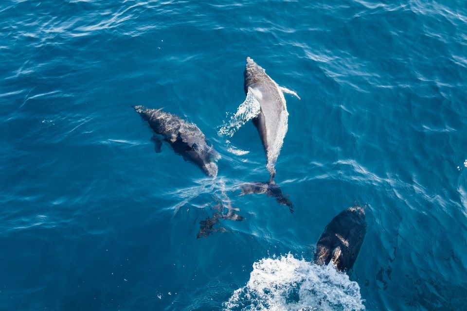 Dolphin and Whale Watching in Negombo - Experience Highlights