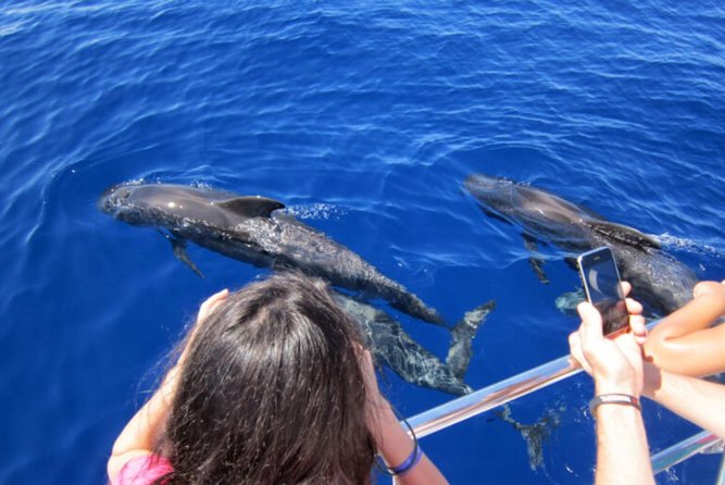 Dolphin and Whales Watching Cruise From Puerto Rico De Gran Canaria - Pickup Information