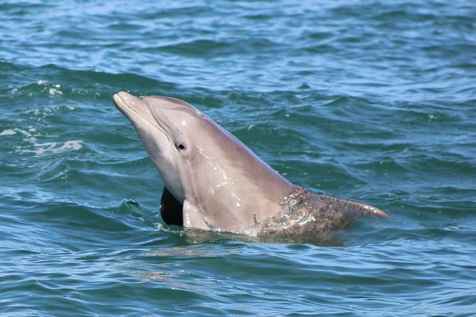 Dolphin and Wildlife Adventure of St. Augustine - Customer Reviews