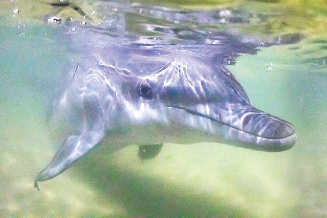 Dolphin Feeding Day Cruise to Tangalooma Island Resort on Moreton Island - Logistics and Booking