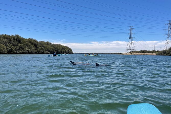 Dolphin Sanctuary Kayak Tour Adelaide - Additional Information