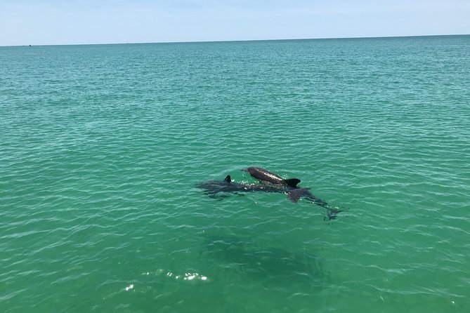 Dolphin Shelling Snorkeling Cruise in Tampa - Logistics and Accessibility