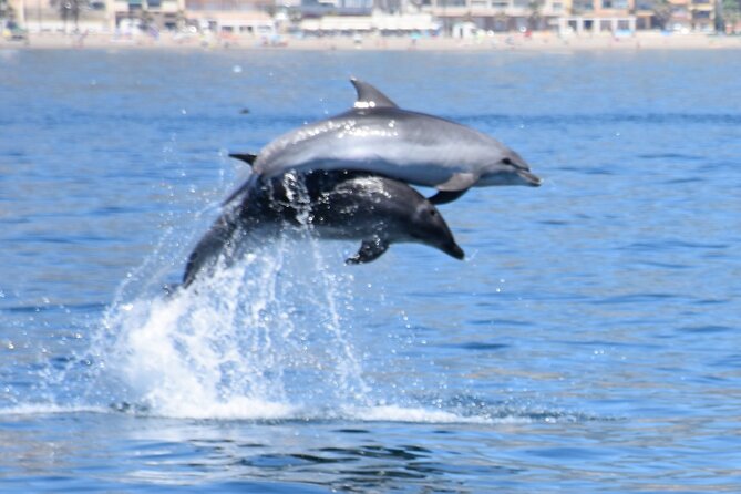 Dolphin Sightseeing Boat Tour From Benalmadena - Logistics Information