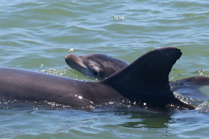 Dolphin Tour on a Private Boat - Meeting and Pickup Details