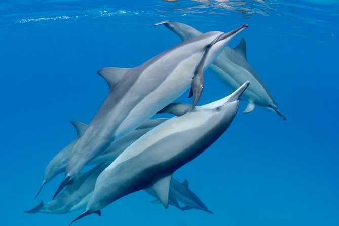 Dolphin Watch & Snorkel Captain Cook Monument Big Island Kailua-Kona Hawaii - Expert Guides and Crew