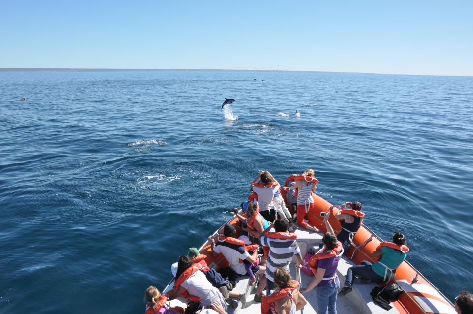 Dolphin Watching and Boat Trip in Puerto Madryn - Experience Highlights