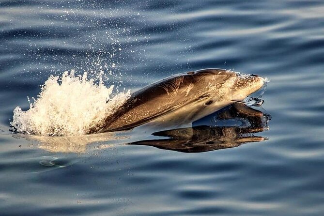 Dolphin Watching by Boat - Booking Confirmation and Accessibility