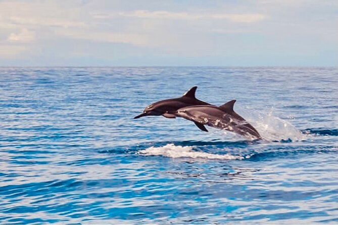 Dolphin Watching & Snorkel in the West Coast Line of Oahu - Traveler Experiences