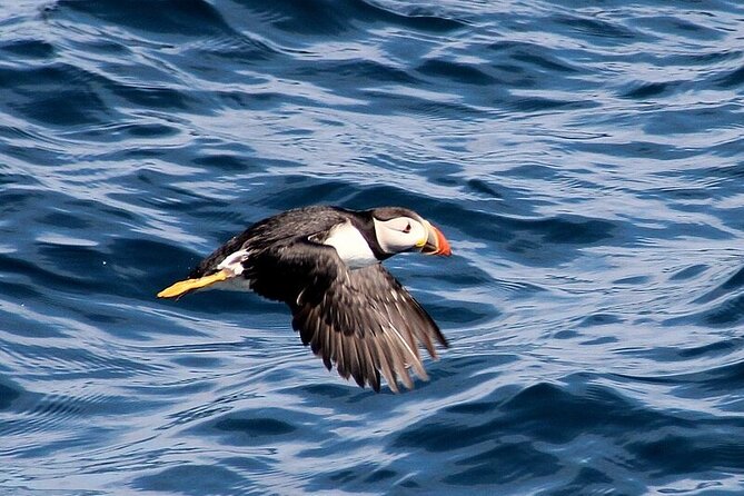 Dolphin & Whale Watching (4hrs) Blasket Island Landing (3hrs) - Support and Inquiries