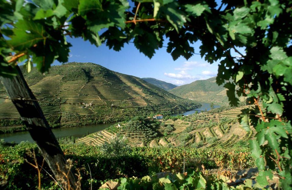 Douro Valley: Full-Day Private Tour From Porto - Experience Highlights
