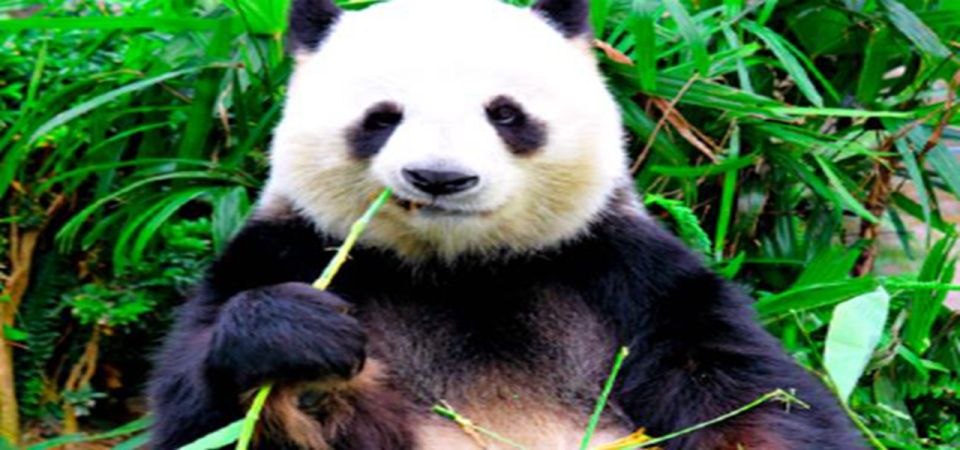Dujiangyan Panda Base and Irrigation System Park Day Tour - Experience Highlights