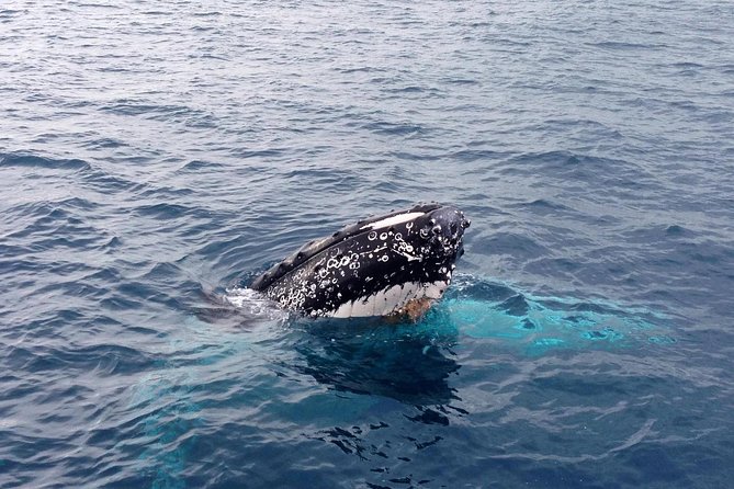 Dunsborough Whale Watching Eco Tour - Tour Inclusions