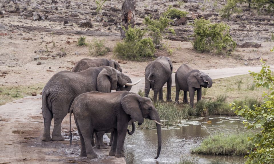 Durban: Full-Day Big 5 Safari @ Manyoni Private Game Reserve - Booking Details & Inclusions