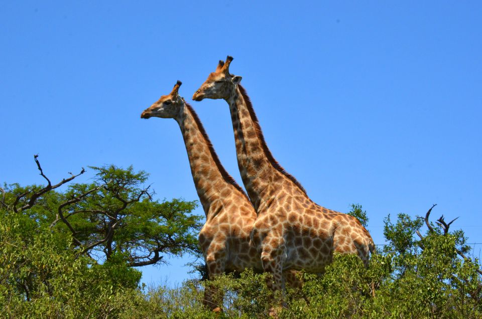 Durban: Hluhluwe Imfolozi Safari & Isimangaliso Tour - Booking Information