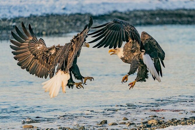 Eagle Preserve Float Trip in Haines - Visitor Reviews