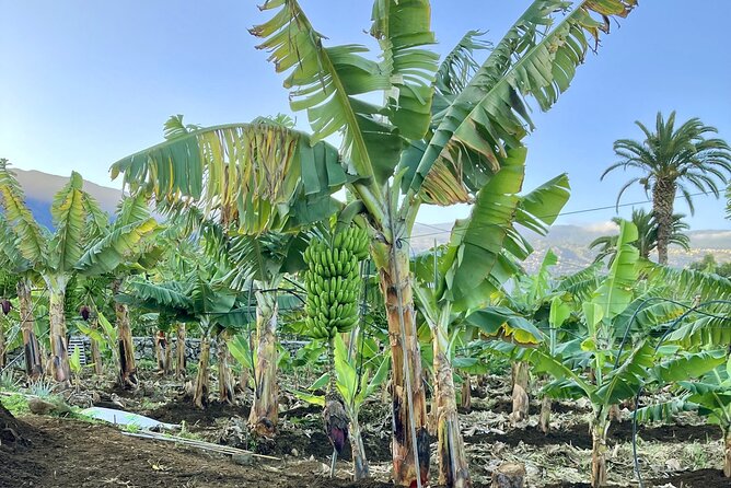 Ecological Banana Plantation Tour - Inclusions and Logistics