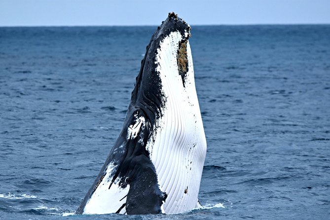 Educational Whale Watching Tour From Augusta or Perth - Departure Points and Schedule