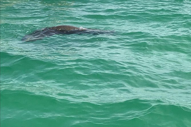 Egmont Key Snorkeling Dolphin Tour - Wildlife Spotting