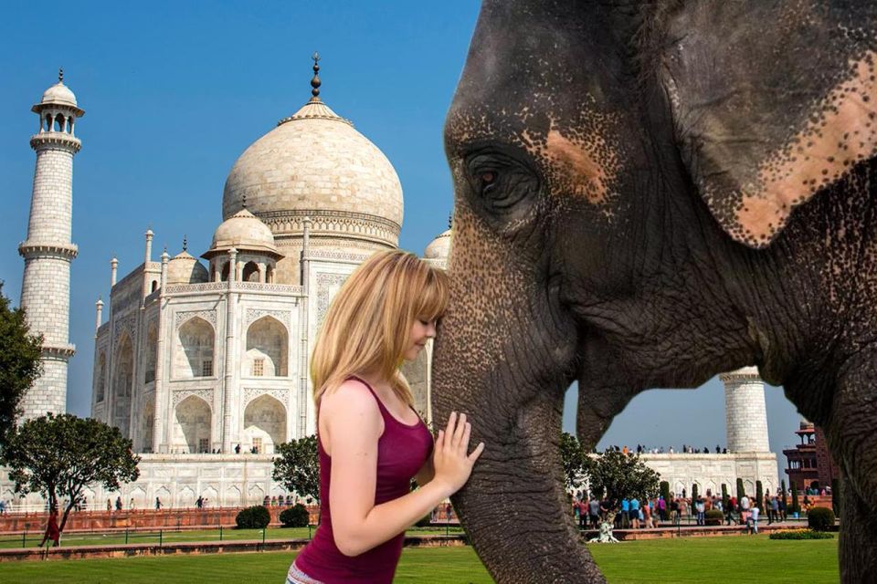 Elephant/Bear Wildlife SOS & Agra Trip by Car - Agra Historical Monuments Tour