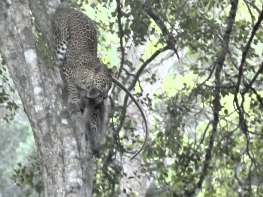 Ella to Yala Safari W Tush - Wildlife Encounter in Yala