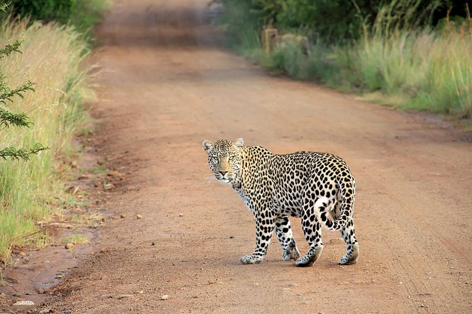 Ella: Transfer To Mirissa/Unawatuna/Hikkaduw via Yala Safari - Safari Experience Details