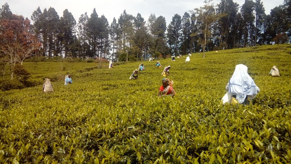 Ella: Trekking Through Sri Lankan Tea Plantation & Picnic - Activity Experience