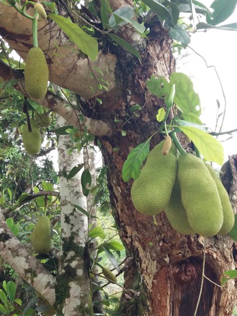 Enjoy the Outskirts of Ocho Rios by Visiting the Rural Areas - Historical Treasures and Cultural Insights